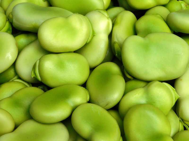 Faba Bean (Đậu Tằm Úc) – Nguồn Đạm Thực Vật Cho Thế Hệ Tương Lai