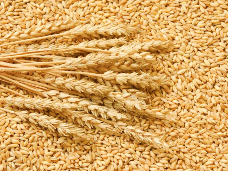 Lúa Mì (Wheat) – Nguồn Nguyên Liệu Chất Lượng Cho Công Nghiệp Chế Biến